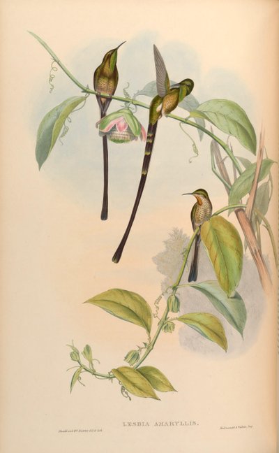 Lesbia amaryllis = Lesbia victoriae amaryllis by John Gould